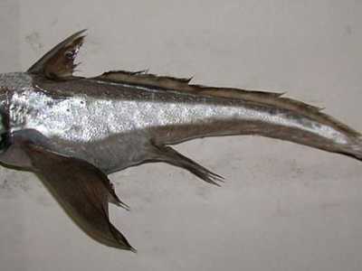 Infine la Chimaera monstrosa. Si tratta di un pesce cartilagineo con i denti sporgenti, il muso corto, gli occhi molto grandi e scuri e una spina velenosa sulla pinna dorsale...(foto di Etrusko25)